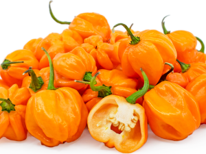 Yellow Scotch Bonnets - Ogyenma