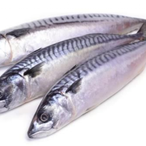 Frozen Mackerel (1.9 -2kg)