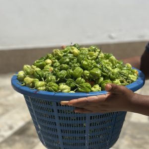 Green Scotch Bonnet Pepper (Basket)